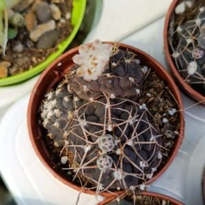 Gymnocalycium sp accestiti