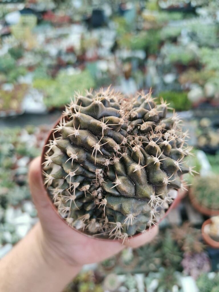 Siracactus-Cactus-Gymnocalycium-anisitsii-crestata-3-1.jpg