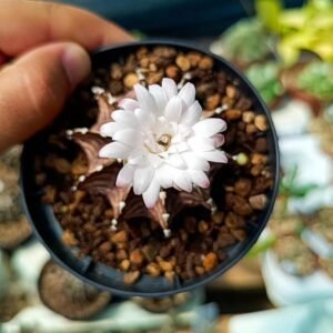 Gymnocalycium friedrichii agua dulce