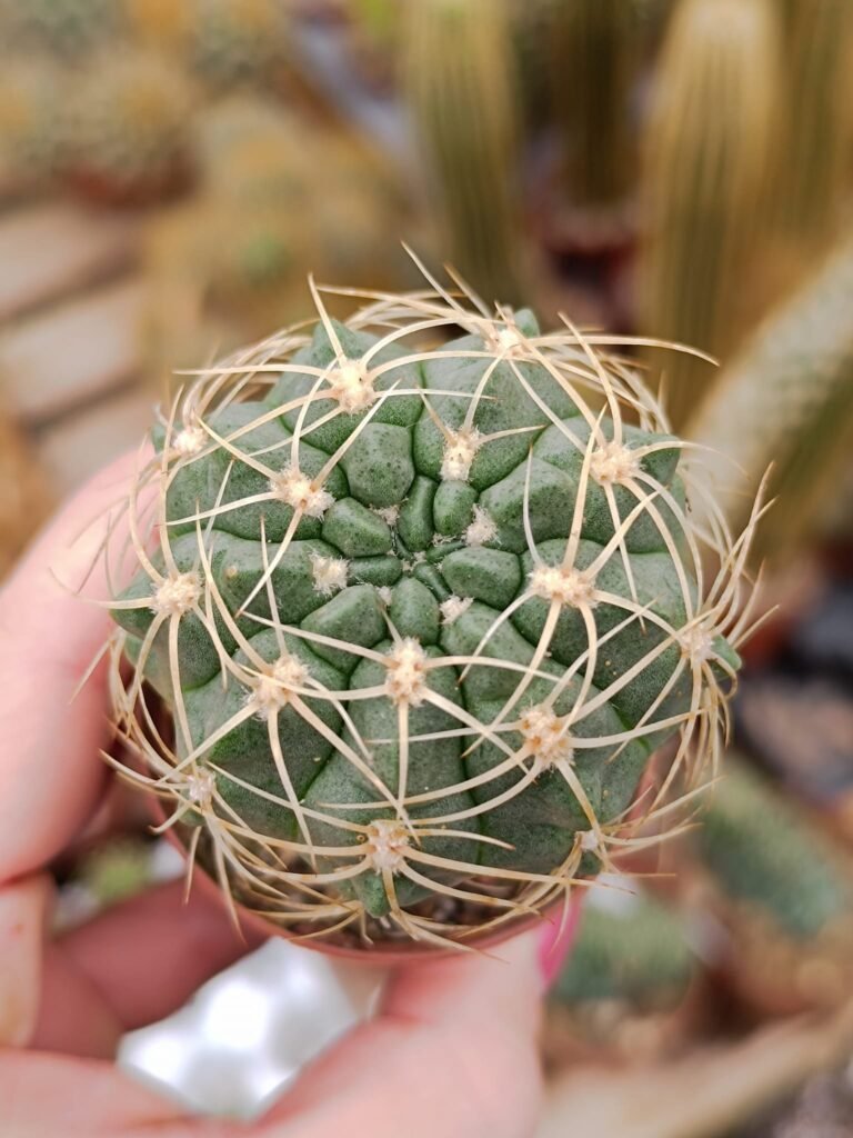 Siracactus-Cactus-Gymnocalycium-ritterianum-2.jpg
