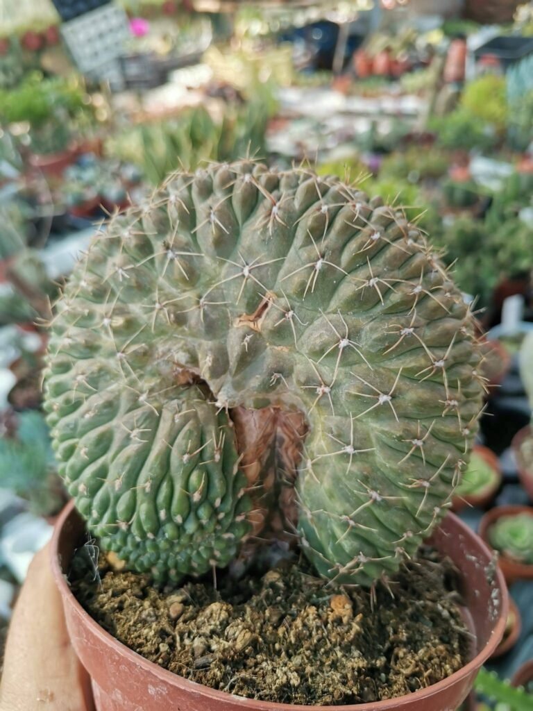 Siracactus-Cactus-Gymnocalycium-sp-crestata-innestata.jpg