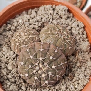 Gymnocalycium Stellatum