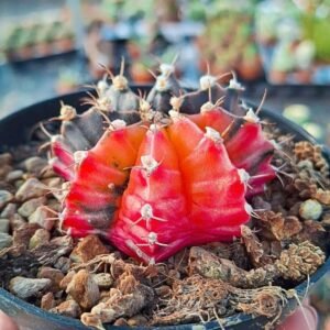 Gymnocalycium Thai Variegata