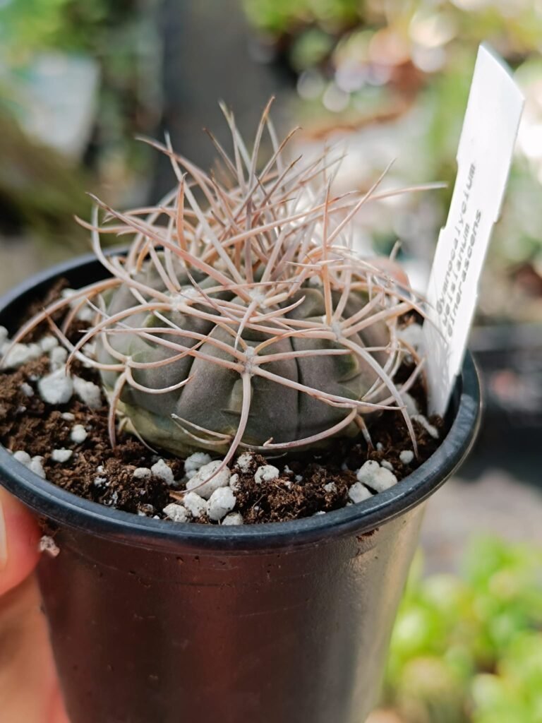Siracactus-Cactus-Gymnocalycium-weissianum-cinerascens-2.jpg