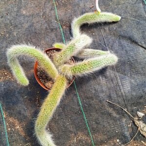 Hildewintera Colademononis