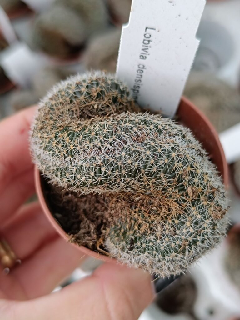 Siracactus-Cactus-Lobivia-densispina-crestata.jpg