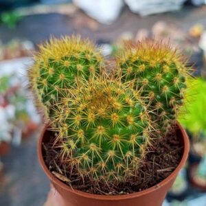 Mammillaria columbiana