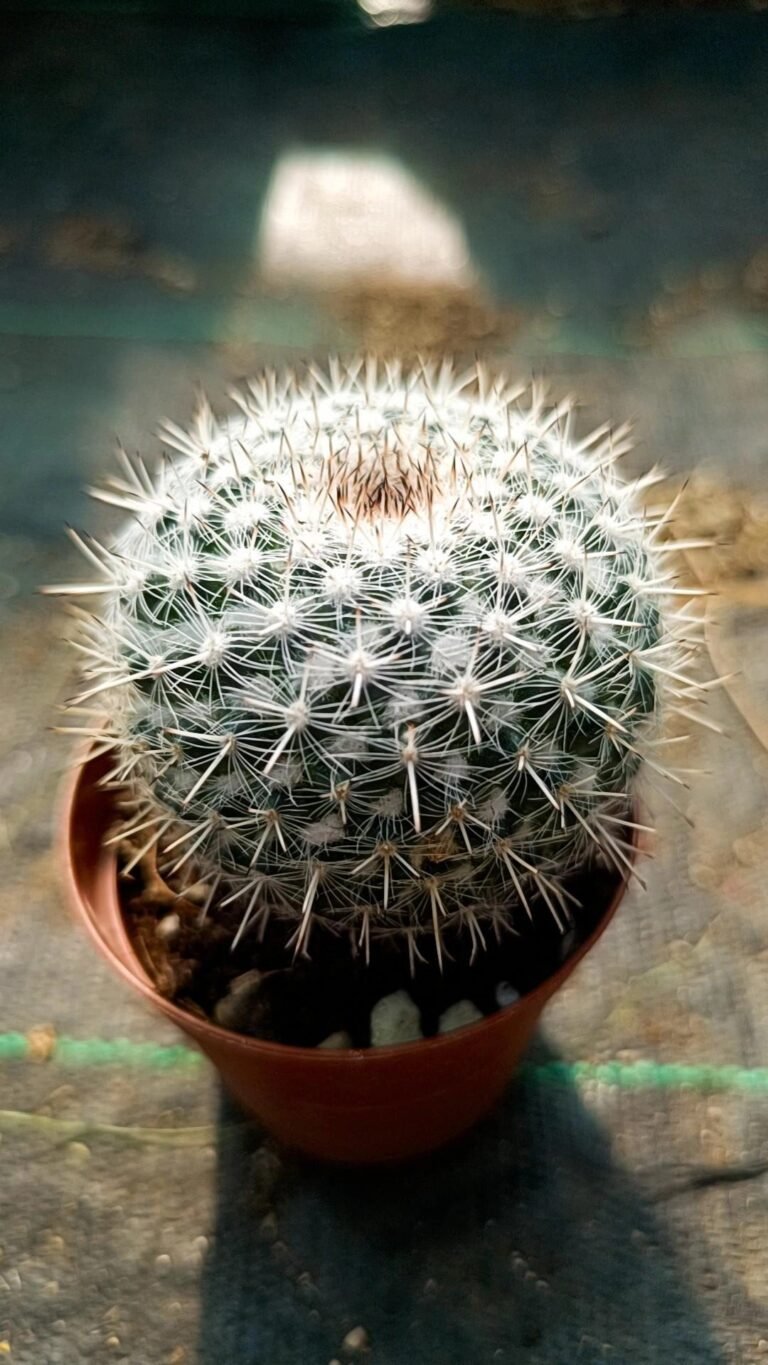 Siracactus-Cactus-Mammillaria-geminispina-4.jpg