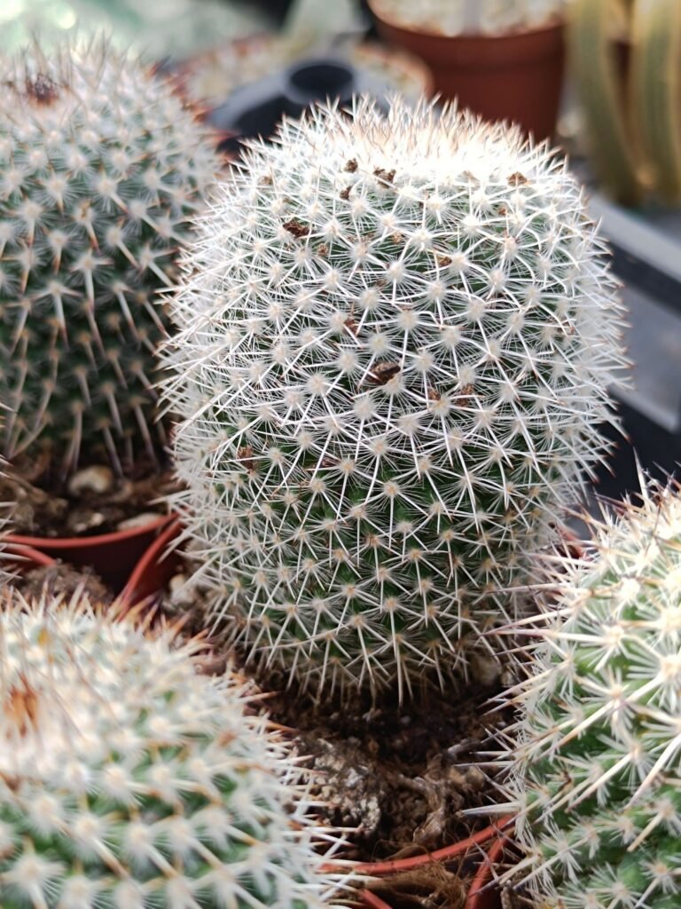 Siracactus-Cactus-Mammillaria-karwinskiana.jpg