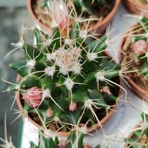 Mammillaria Painteri