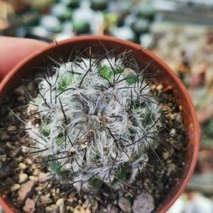 Neoporteria Floccosa