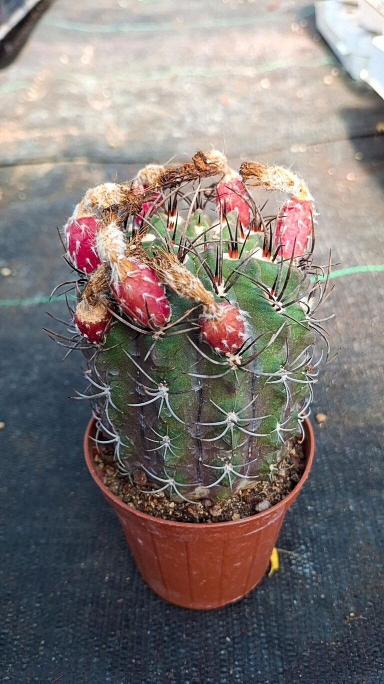 Siracactus-Cactus-Neoporteria-paucicostata.jpg