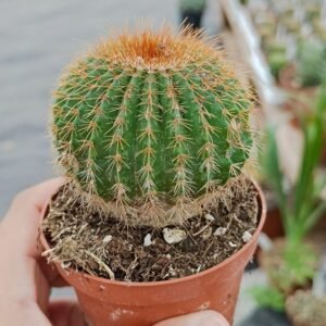 Notocactus claviceps