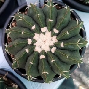 Notocactus Erinaceus