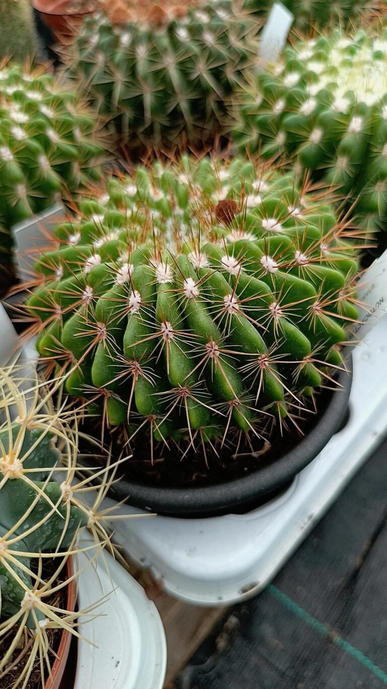 Siracactus-Cactus-Notocactus-herteri.jpg