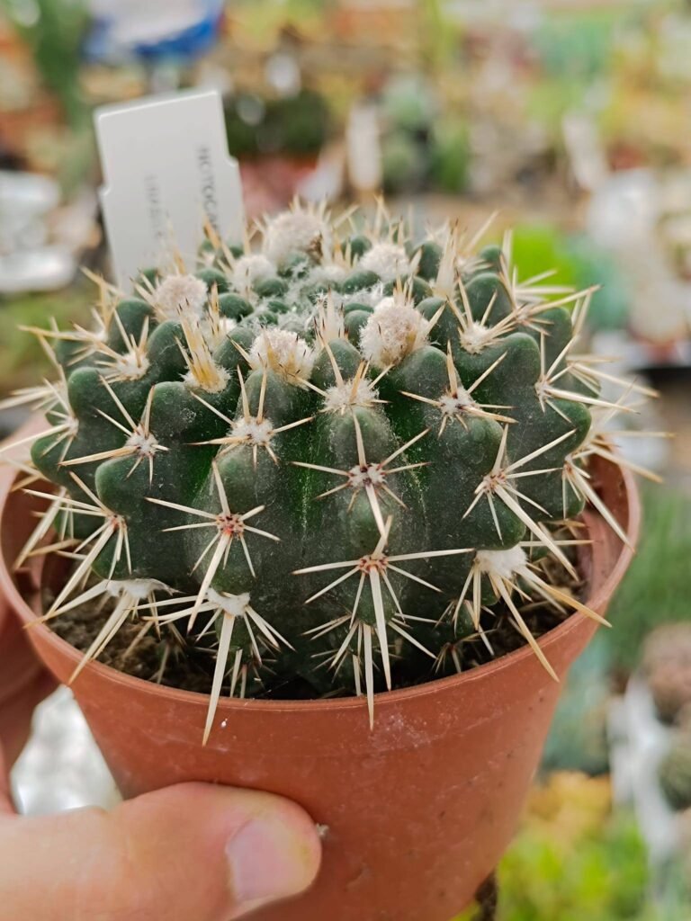Siracactus-Cactus-Notocactus-mammulosus.jpg
