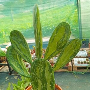 Opuntia Cochenilifera variegata