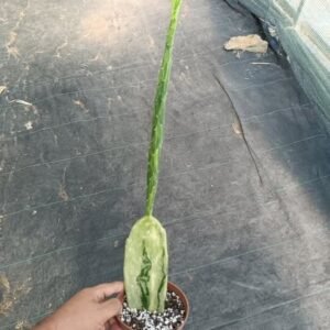 Opuntia Cochenilifera variegata