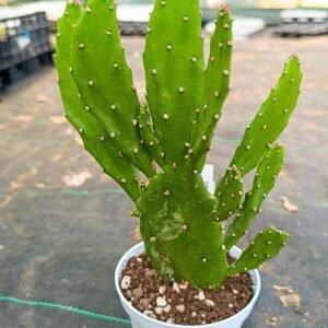 Opuntia Monocantha mostruosa