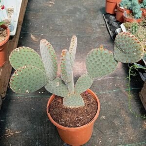 Opuntia Rufida