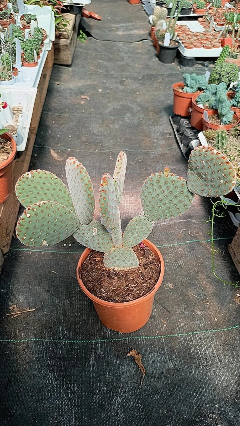Siracactus-Cactus-Opuntia-rufida-2.jpg