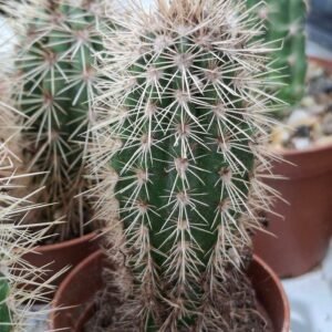 Pachycereus Pringlei