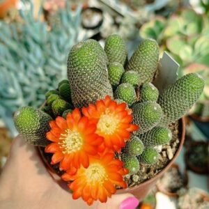 Rebutia Heliosa