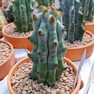 Stenocereus Beneckei