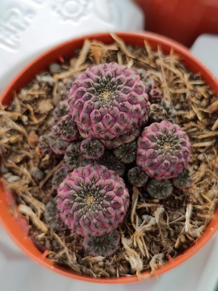 Siracactus-Cactus-Sulcorebutia-rauschii-violacidermis.jpg