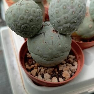 Tephrocactus Geometricus 3 Cladodi