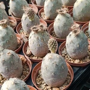 Tephrocactus Geometricus pink