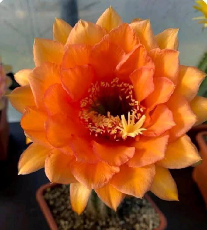 Siracactus-Cactus-Trichocereus-Hybrid-v-139.jpg
