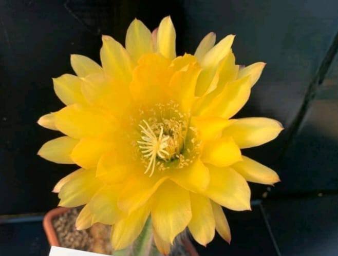 Siracactus-Cactus-Trichocereus-Hybrid-v-86.jpg