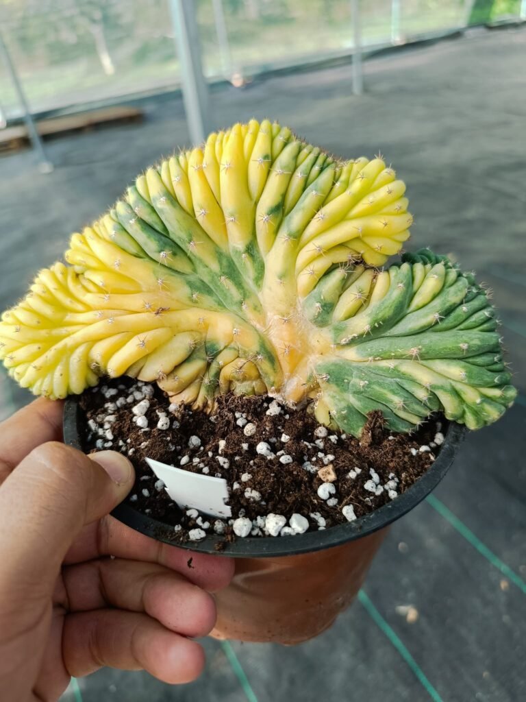 Siracactus-Cactus-Trichocereus-pachanoi-crestato-variegato.jpg