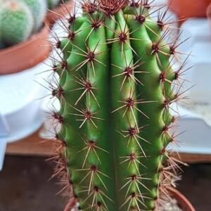 Trixanthocereus blossfeldiorum