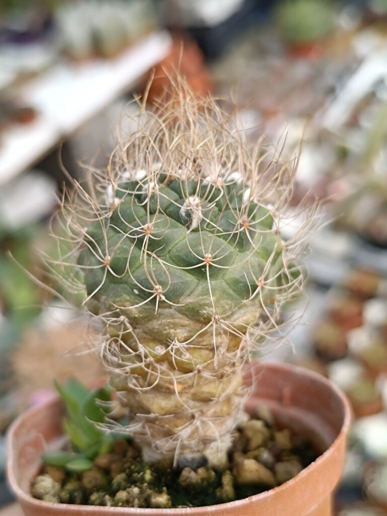 Siracactus-Cactus-Turbinicarpus-schmiedeckianus.jpg