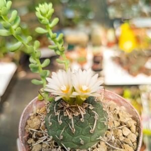 Turbinicarpus sp