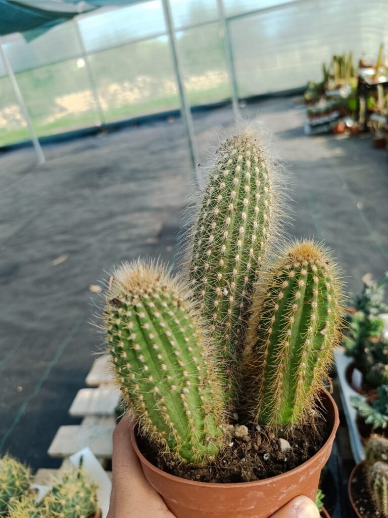 Siracactus-Cactus-Vatricania-guentheri-accestita.jpg