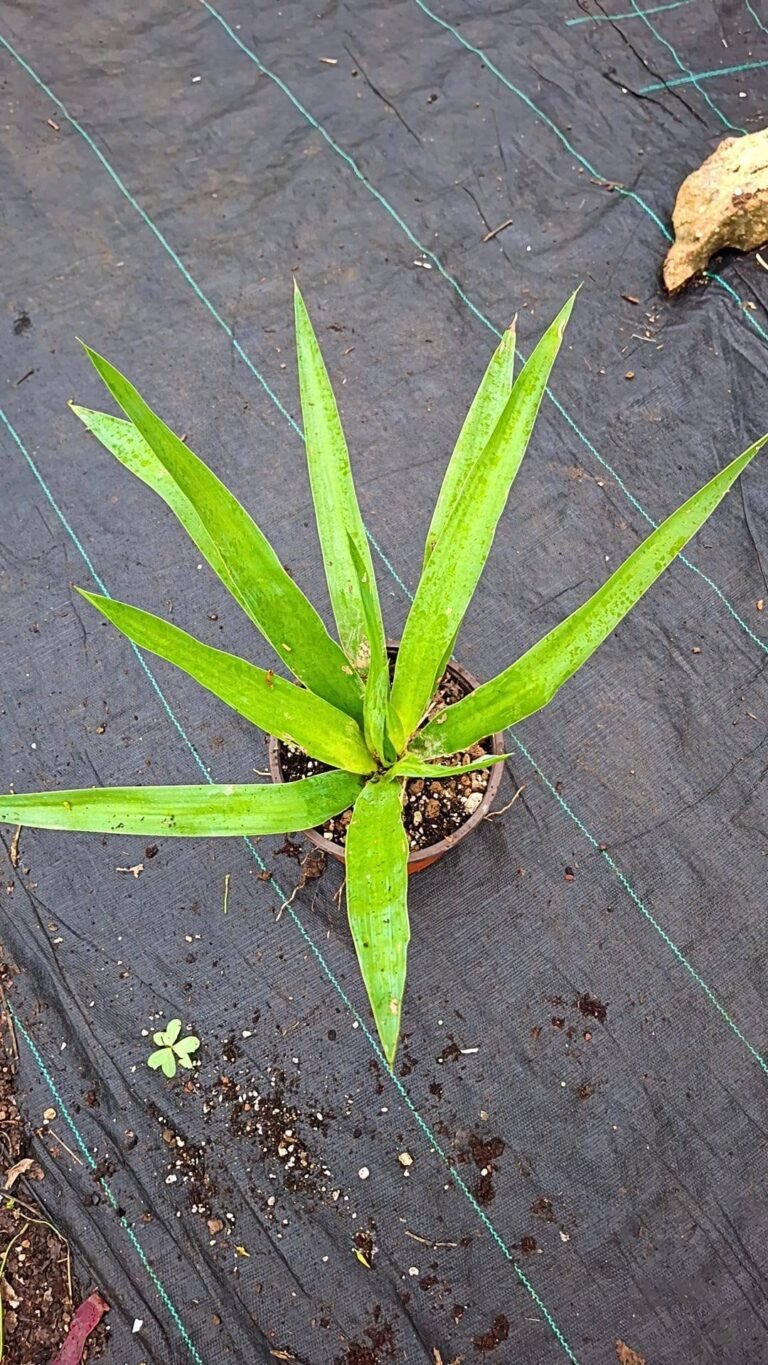 Siracactus-Cactus-Yucca-elephantipes.jpg