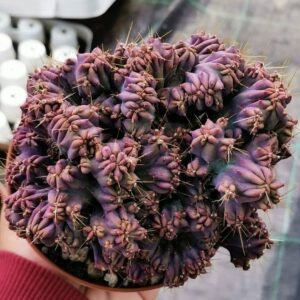 Myrtillocactus geom. Crestata F. Red