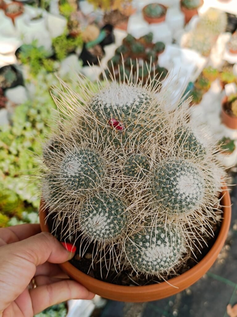 Siracactus-Cactus-mammillaria-geminispina.jpg