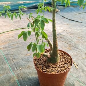 Adenia Glauca