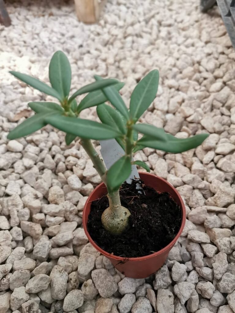 Siracactus-Caudex-Pachypodium-bispinosum.jpg