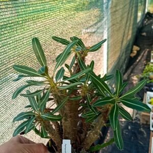 Pachypodium Rosulatum