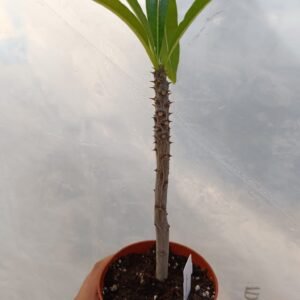 Pachypodium rutenbergianum