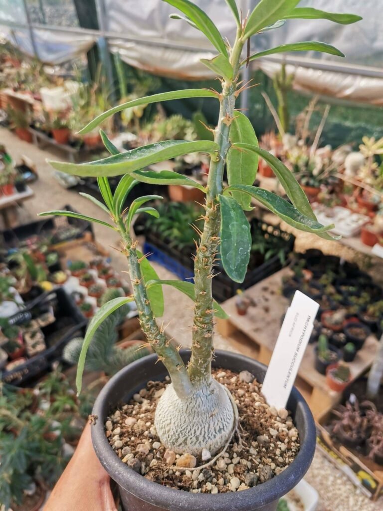 Siracactus-Caudex-Pachypodium-succulentum-6-1.jpg