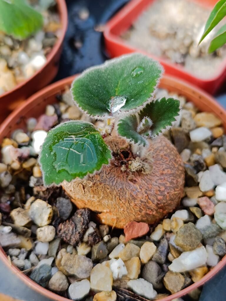 Siracactus-Caudex-Sinningia-iarae-2.jpg