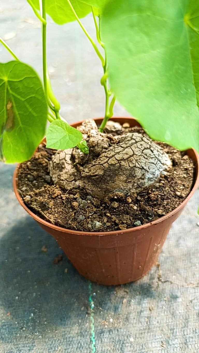 Siracactus-Caudex-Staphania-suberosa.jpg