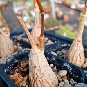 matelea cyclophylla