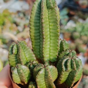 Euphorbia Anoplia